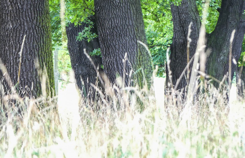 Der Rosensteinpark in Stuttgart: Grüne Oase in der Stadt 3 Rosensteinpark Stuttgart - Baumlandschaft