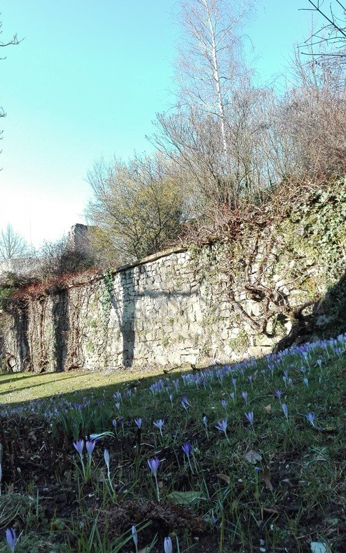 Die Burgruine Nippenburg mit ihrem morbiden Charme 3 Burgruine Nippenburg - Außenmauer