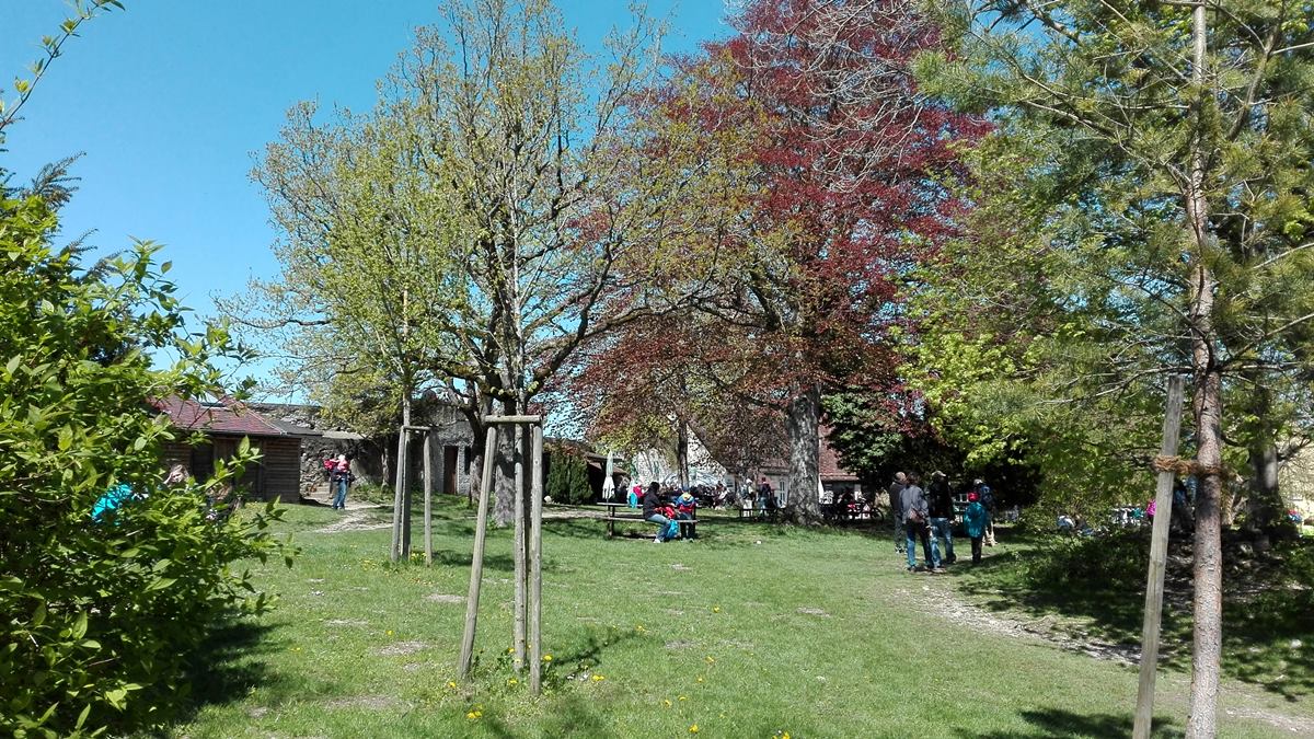 Die Burg Teck bei Owen: Ein Festival der Fernsichten 7 Burg Teck bei Owen - Plateau mit Baumbestand