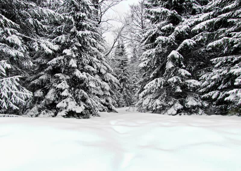 Hochmoor Kaltenbronn - ein wunderschönes Winterwunderland