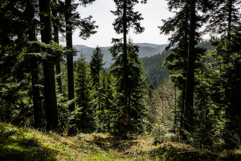 Wandertour Schiltach - Schenkenzell - Fernblick der schwarzwälder Art