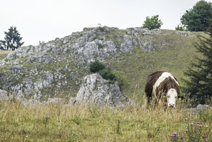 Das Eselsburger Tal - die Brenz im Bogen - glückliche Kühe auf der Wiese