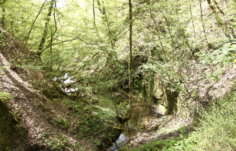 Spetzgarter Tobel: Highlight am Rande Überlingens 2 Spetzgarter Tobel Blick in die Schlucht 768x491