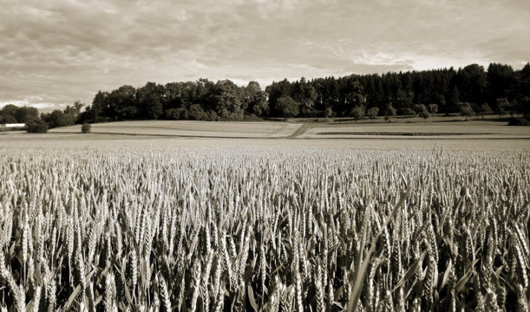 Die Zielfinger Seen - Landwirtschaftliche Flächen hinter dem Wohnmobilstellplatz
