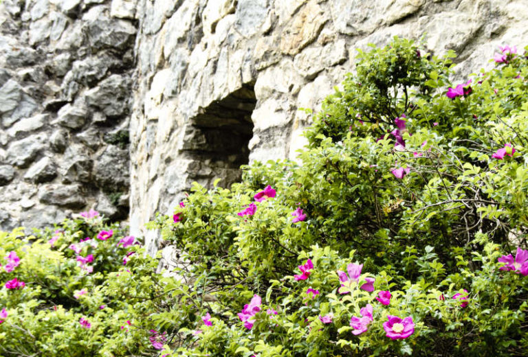Burgruine Alt-Ehrenfels im Glastal - farbenfrohe Blütenpracht