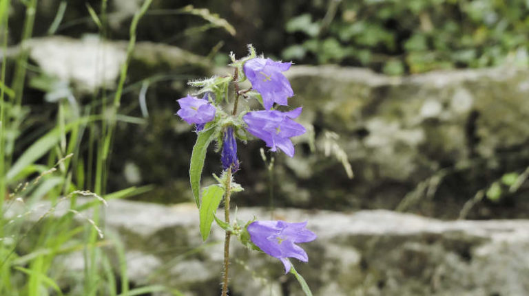 Ruine Reußenstein auf der schwäbischen Alb - Flower Power
