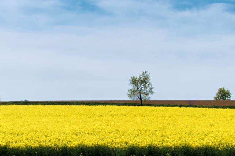 Ammerquelle bei Herrenberg - Rapsfeld in der Blüte direkt bei der Quelle