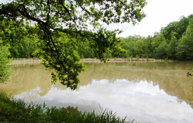 Annasee bei Beilstein - Blütenstaub auf der Wasseroberfläche Annasee bei Beilstein - Blütenstaub auf der Wasseroberfläche