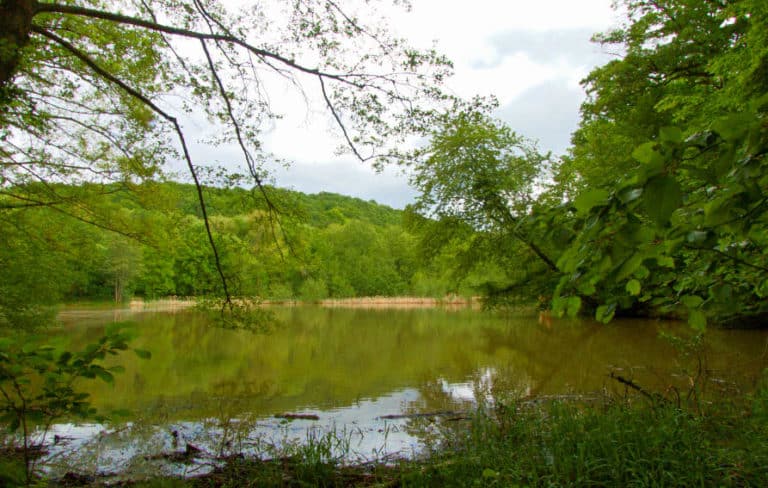 Annasee bei Beilstein - einfach die Atmosphäre von Wasser und Wald genießen Annasee bei Beilstein - einfach die Atmosphäre von Wasser und Wald genießen