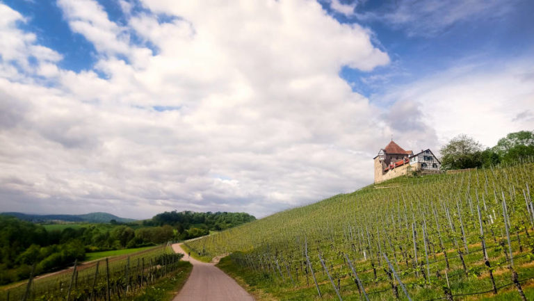 Burg Wildeck Abstatt - wandern durch die Weinberge