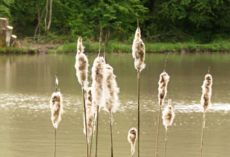 Der Annasee bei Beilstein - das Auge im Wald Der Annasee bei Beilstein - das Auge im Wald
