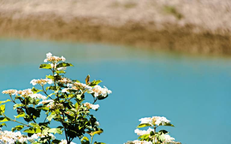 Glems Stausee - schwäbische Alb - Blütenpracht vor dem See Glems Stausee - schwäbische Alb - Blütenpracht vor dem See
