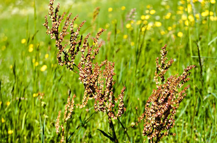Der Glems Stausee: erwarte 3 Mal das Unerwartete 2 Glems Stausee - schwäbische Alb - Natur pur