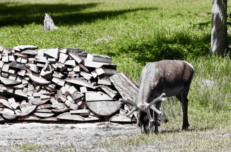 Rotwildpark bei Stuttgart - wenn sich ein Hirsch in Stellung bringt Rotwildpark bei Stuttgart - wenn sich ein Hirsch in Stellung bringt