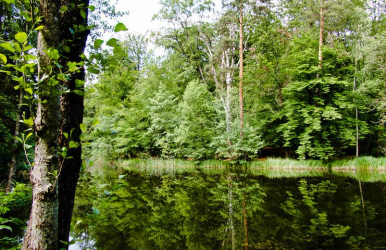 Glemsweiher im Rotwildgehe bei Stuttgart - Blick über das kleine Gewässer Glemsweiher im Rotwildgehe bei Stuttgart - Blick über das kleine Gewässer