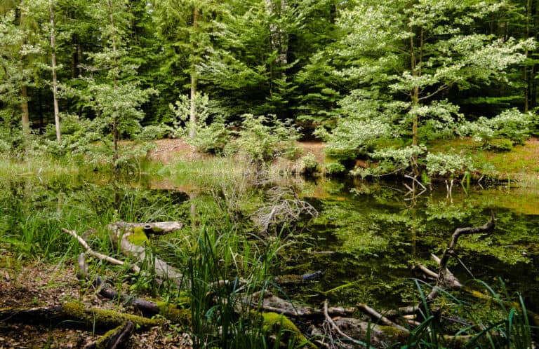Die Glems-Quelle und wo sie entspringt 6 Glemsweiler Naturwildnis beim Wildgehege 2 768x498