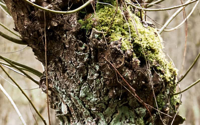 Leudelsbachtal bei Markgröningen - Baumstruktur im Detail