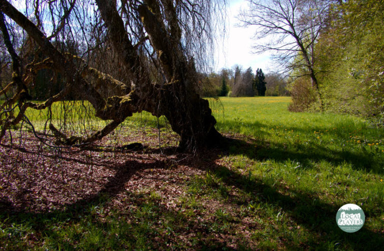 GD Archive 32 Schlosspark Donaueschingen knorriger Baum als Naturkunstwerk 768x502