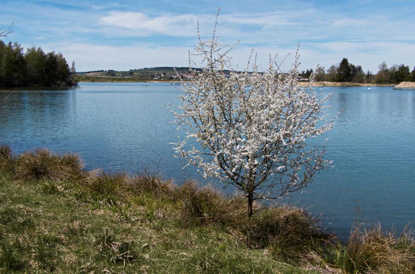 Riedsee Donaueschingen - blühender Obstbaum als Eyecatcher