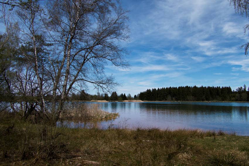Riedsee Donaueschingen - ein eher naturbelassener Abschnitt