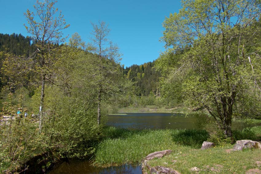 Sankenbachsee bei Baiersbronn - Idylle mit Picknickmöglichkeiten