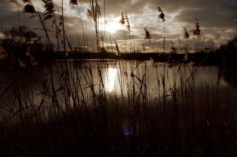 Ensinger See - im Gegenlicht der Sonne