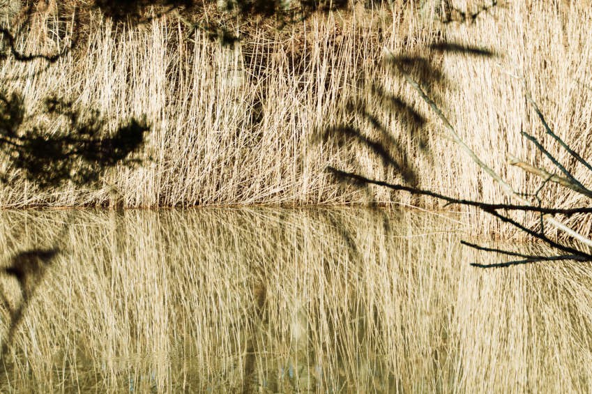 Heiligenbergsee Häfnerhaslach - Schilfgras am gegenüberliegenden Ufer