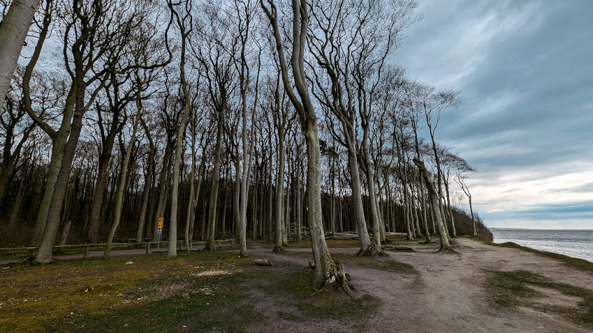 Bezaubernde Atmosphäre am Ostseeufer beim Gespensterwald Nienshagen
