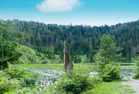 Blick auf den Huzenbacher See mit einem Baumstumpf im Vordergrund