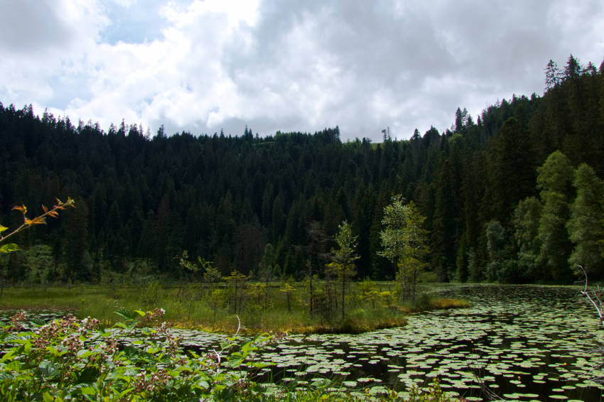 Bezaubernd schön: der Huzenbacher See mitten im Grünen 25